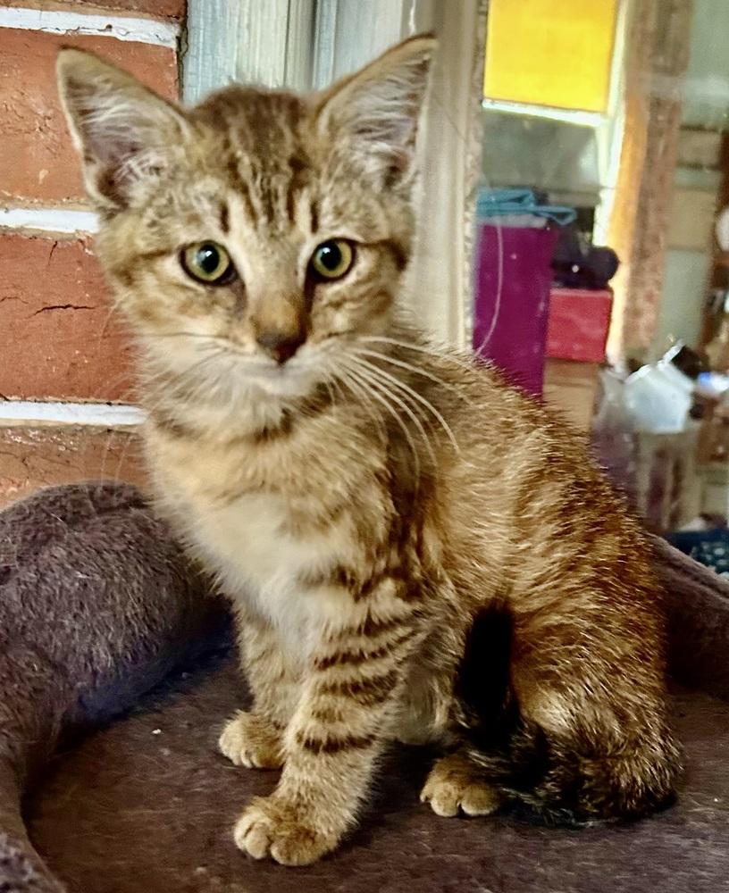 Enlarge Tweed, a Adoptable mixed breed in Franklin, WV image 2/6