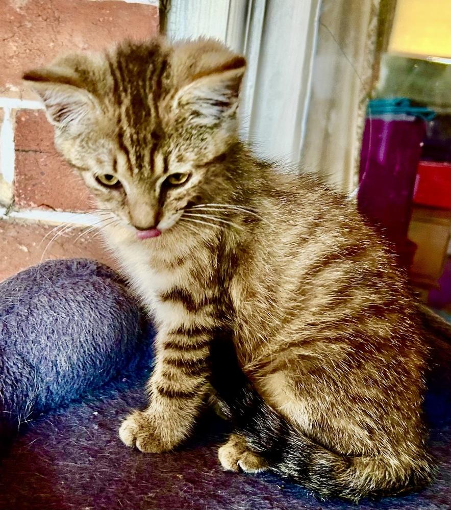 Enlarge Tweed, a Adoptable mixed breed in Franklin, WV image 4/6