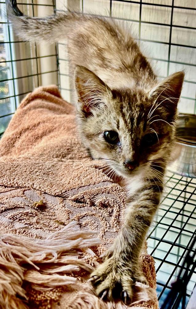 Enlarge Tweed, a Adoptable mixed breed in Franklin, WV image 5/6