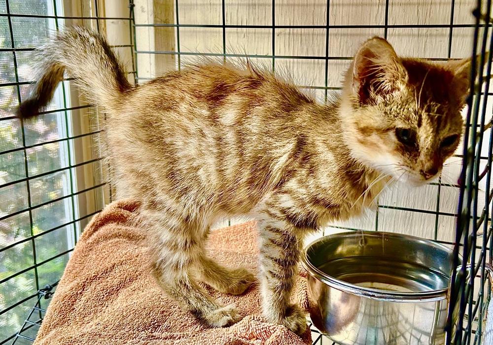 Enlarge Tweed, a Adoptable mixed breed in Franklin, WV image 6/6
