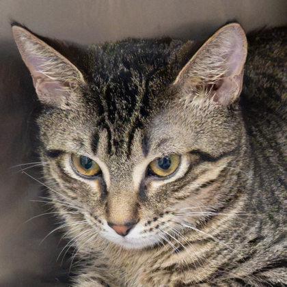 Enlarge August, a Adoptable mixed breed in Largo, FL image 1/3