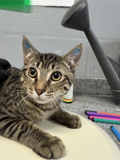 Enlarge August, a Adoptable mixed breed in Largo, FL image 2/3