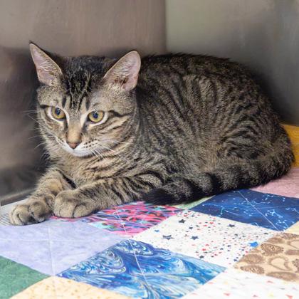 Enlarge August, a Adoptable mixed breed in Largo, FL image 3/3
