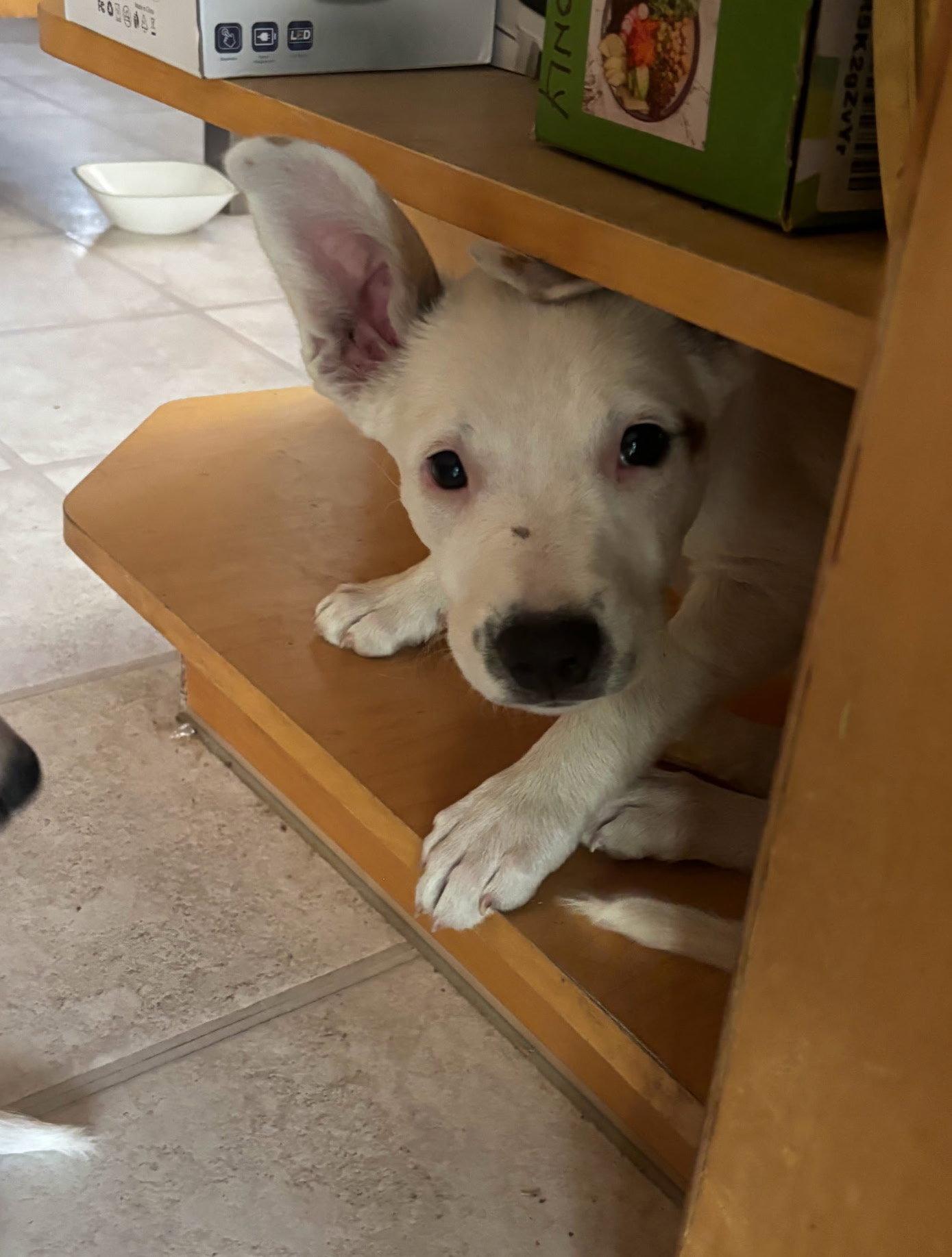 Sugar, a Adopted Pit Bull Terrier in Davis, CA image 2/3