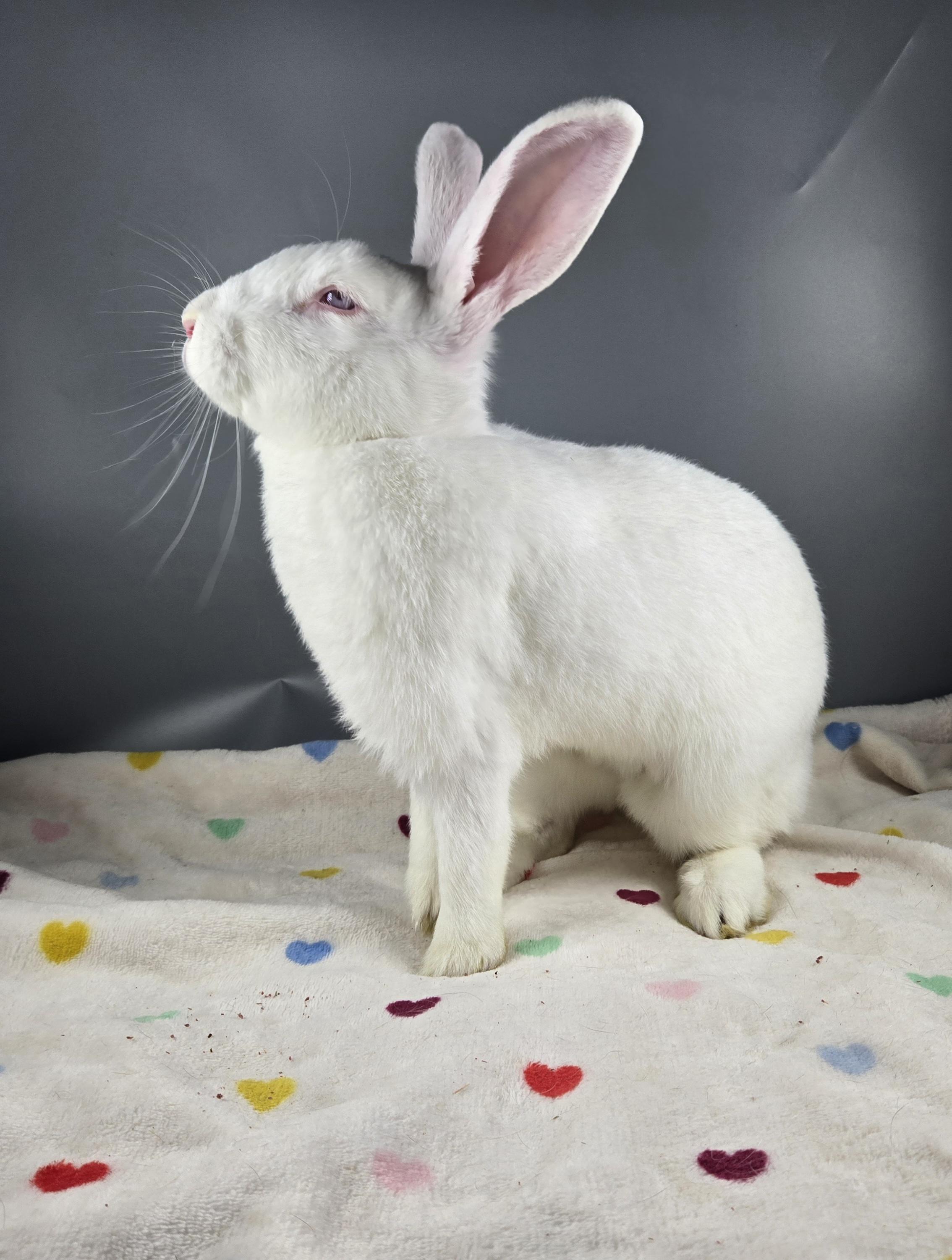Jupiter, a ADOPTABLE Cinnamon in San Antonio, TX image 1/3