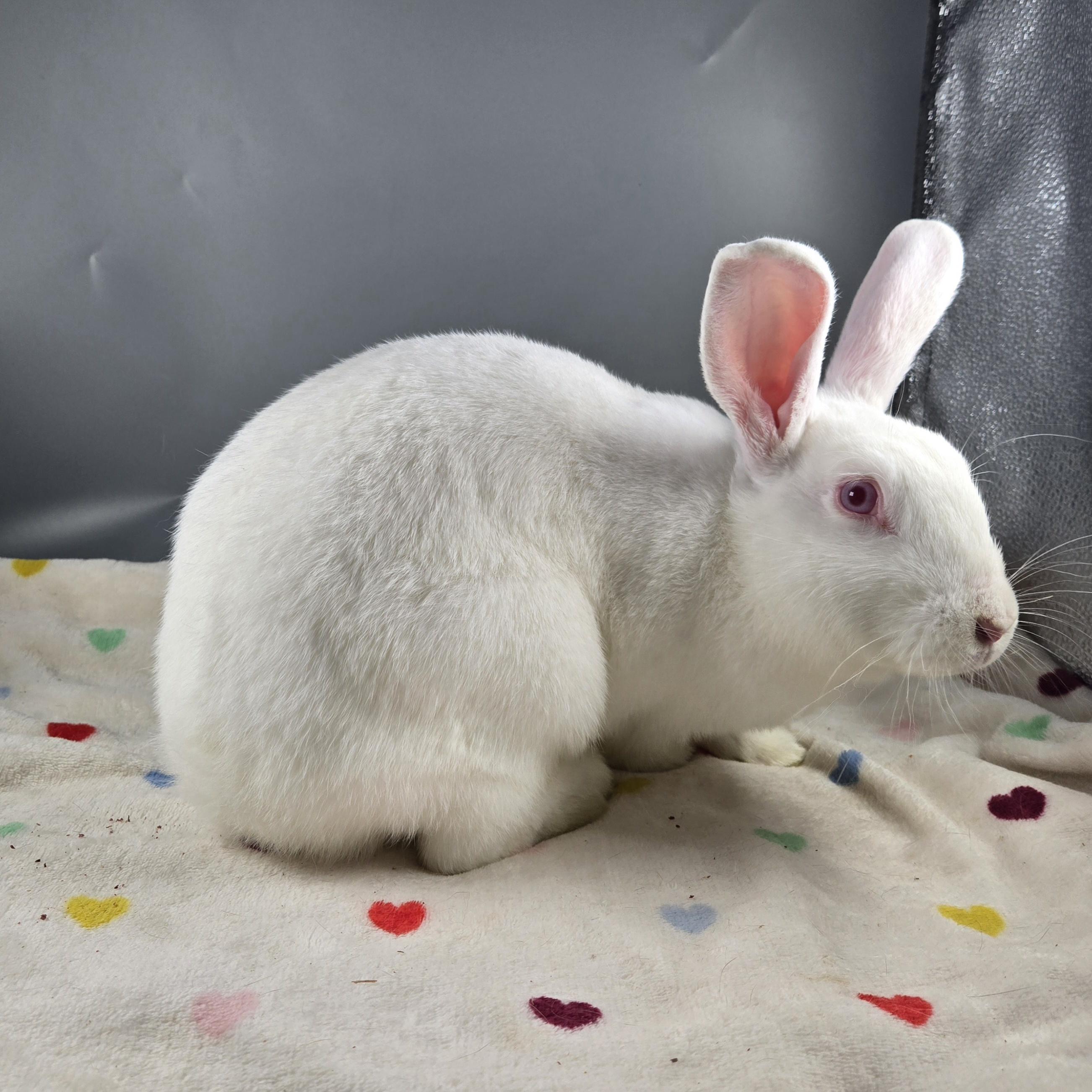 Jupiter, a ADOPTABLE Cinnamon in San Antonio, TX image 2/3