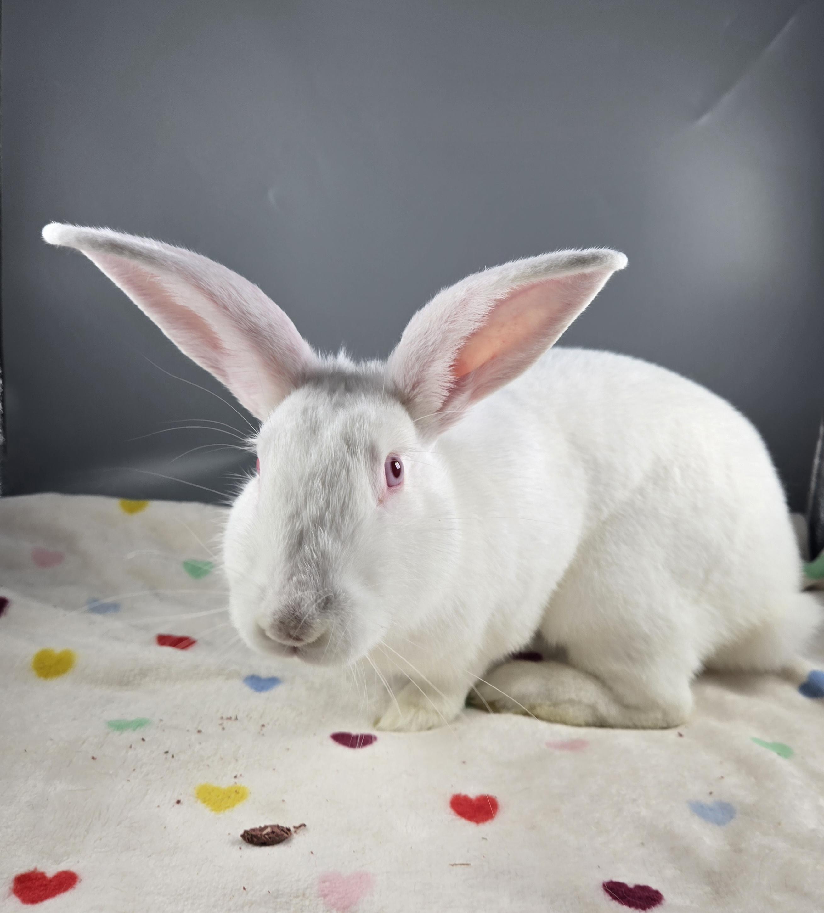 Jupiter, a ADOPTABLE Cinnamon in San Antonio, TX image 3/3
