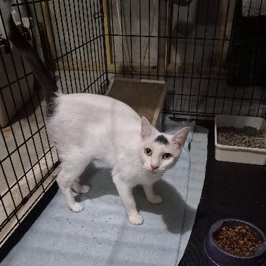 Enlarge Dew Drop, a Adoptable Domestic Short Hair in Keansburg, NJ image 2/6