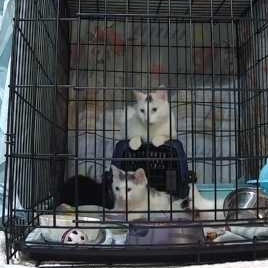 Enlarge Dew Drop, a Adoptable Domestic Short Hair in Keansburg, NJ image 5/6