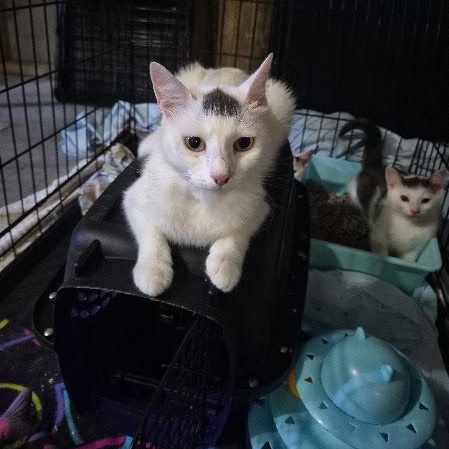 Enlarge Dew Drop, a Adoptable Domestic Short Hair in Keansburg, NJ image 1/6