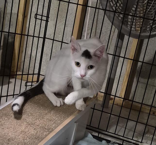 Enlarge Dew Drop, a Adoptable Domestic Short Hair in Keansburg, NJ image 3/6