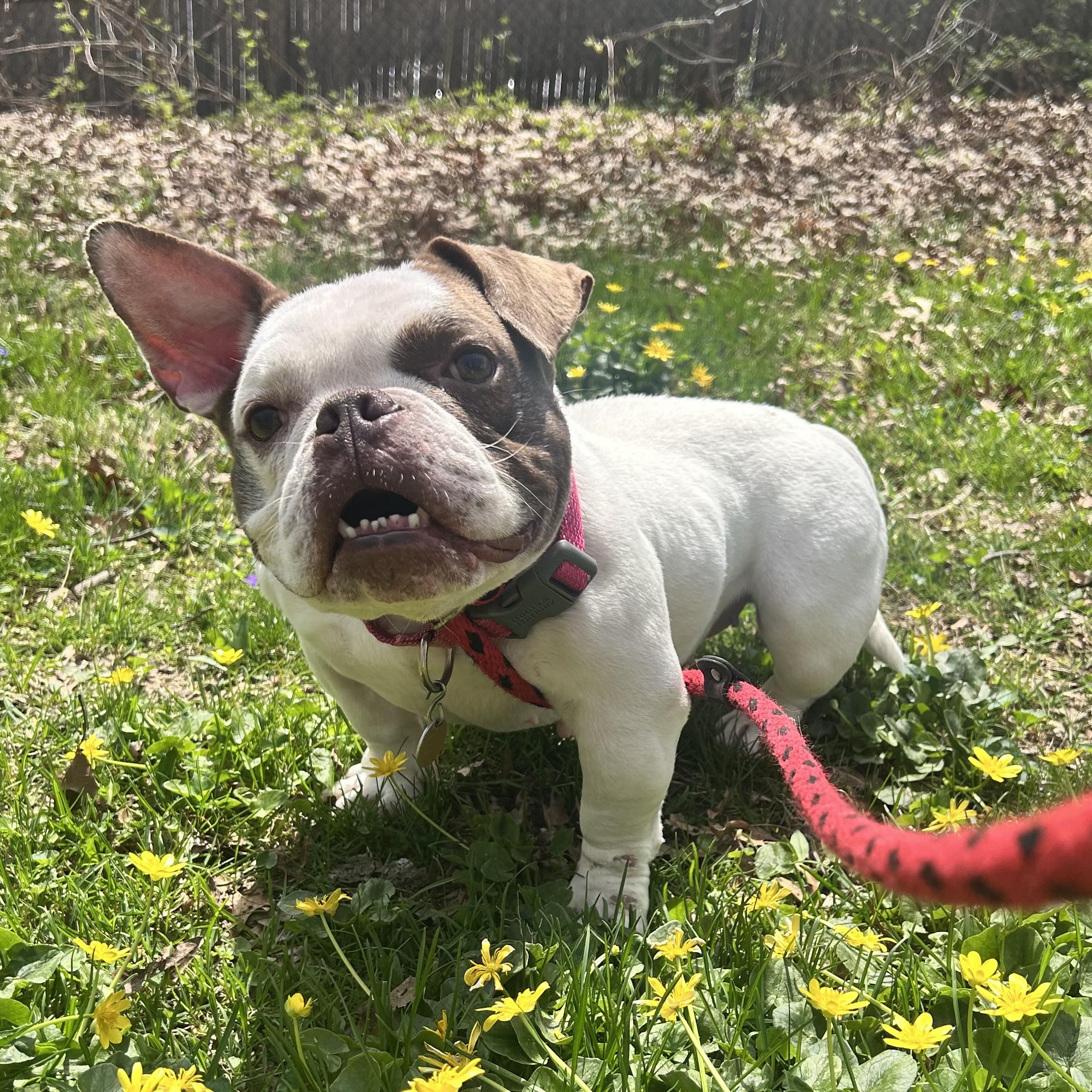 bologna, adopted, Adult Female Bulldog.