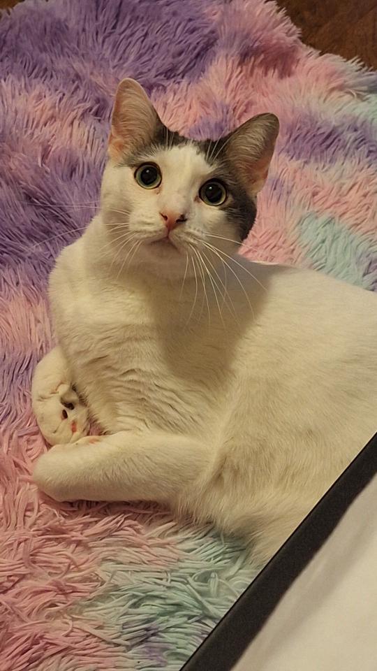 Genesis, Adoptable, Young Male Domestic Short Hair.