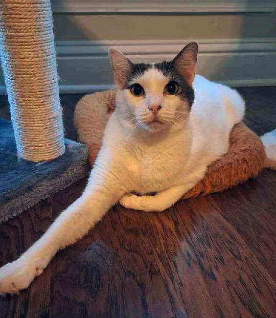 Enlarge Genesis, a Adoptable Domestic Short Hair in Magnolia Springs, AL image 2/3