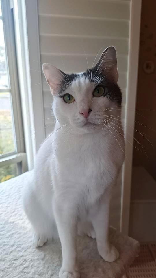 Enlarge Genesis, a Adoptable Domestic Short Hair in Magnolia Springs, AL image 3/3