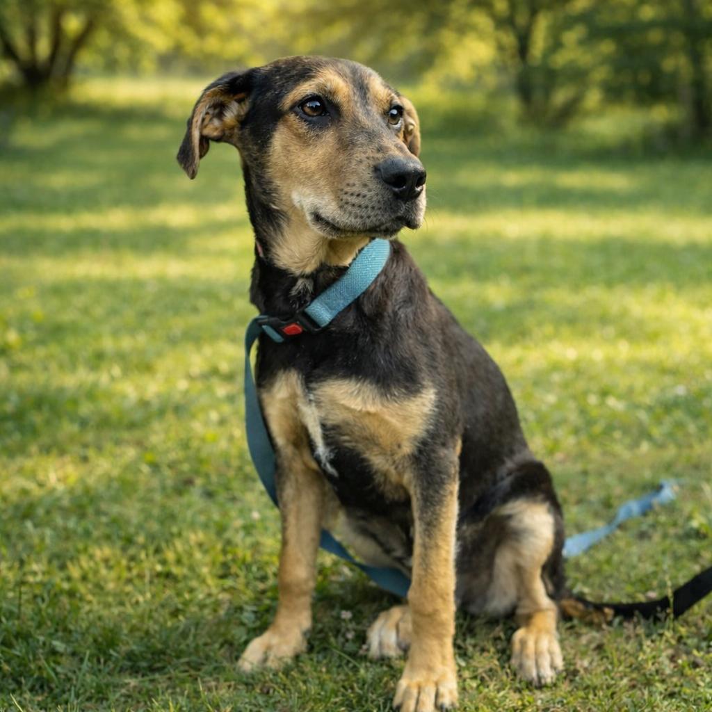 Windell, ADOPTABLE, Young Male Black and Tan Coonhound.