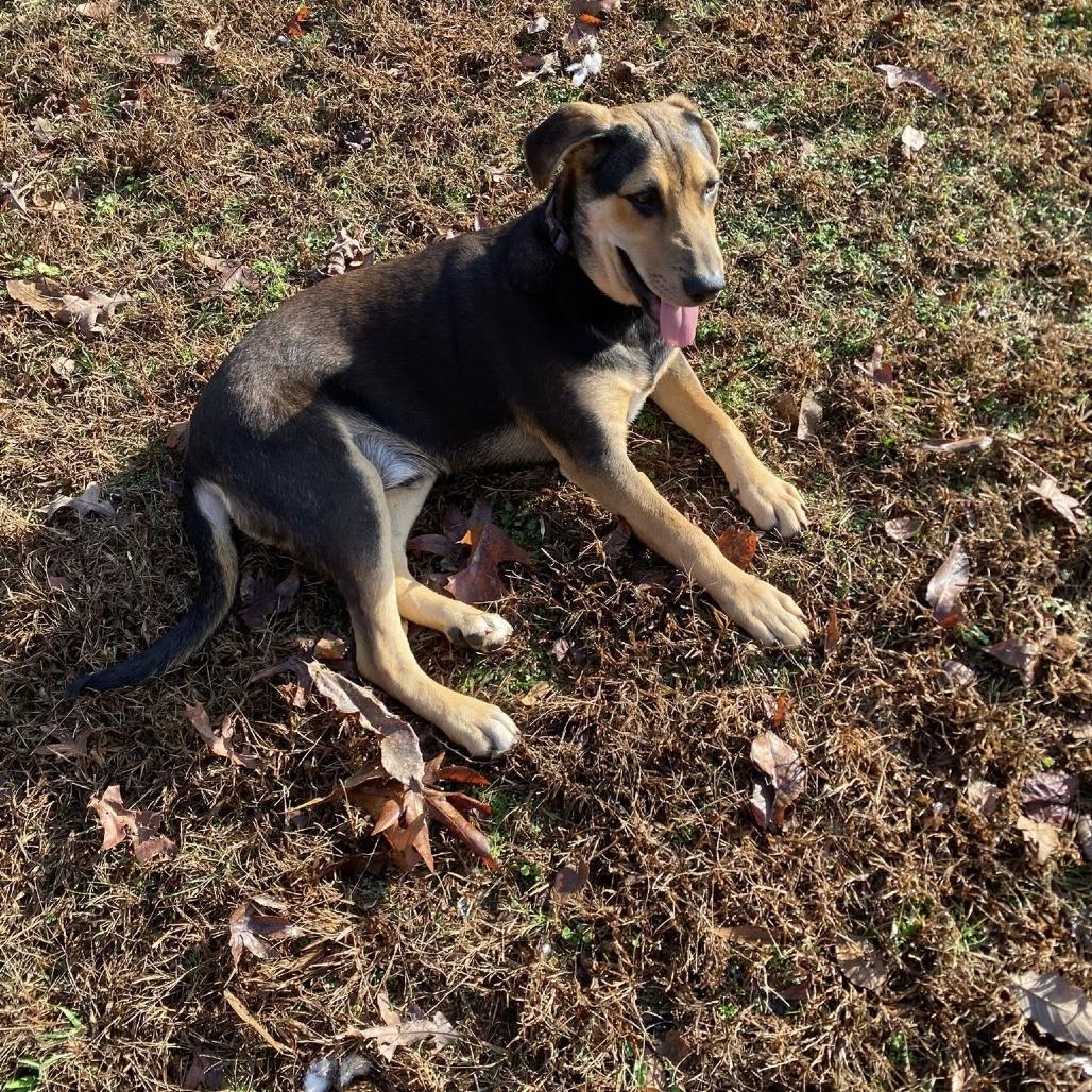 Enlarge Windell, a ADOPTABLE mixed breed in Kittery, ME image 3/3