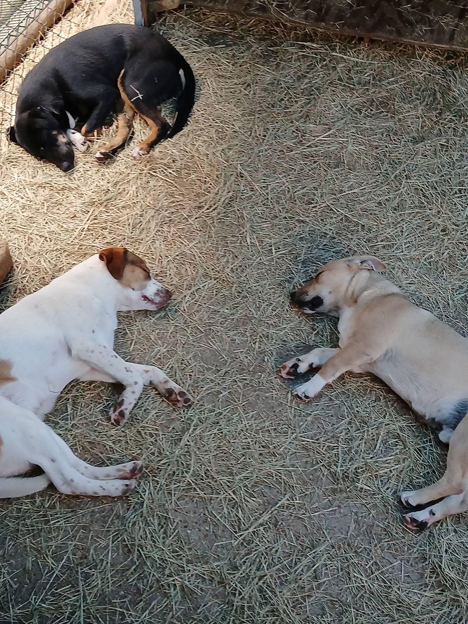 Zachariahs Terrific — thumbnail 4