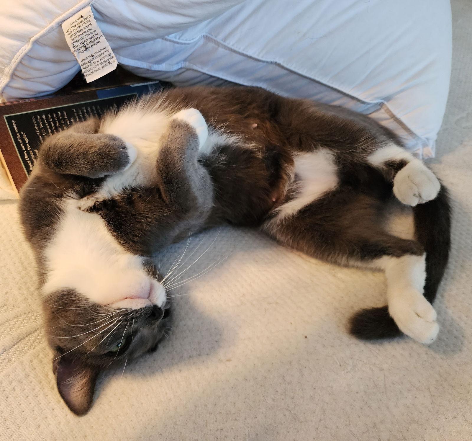 Enlarge Clara #dainty-green-eyed-beauty, a Adoptable mixed breed in Houston, TX image 3/3