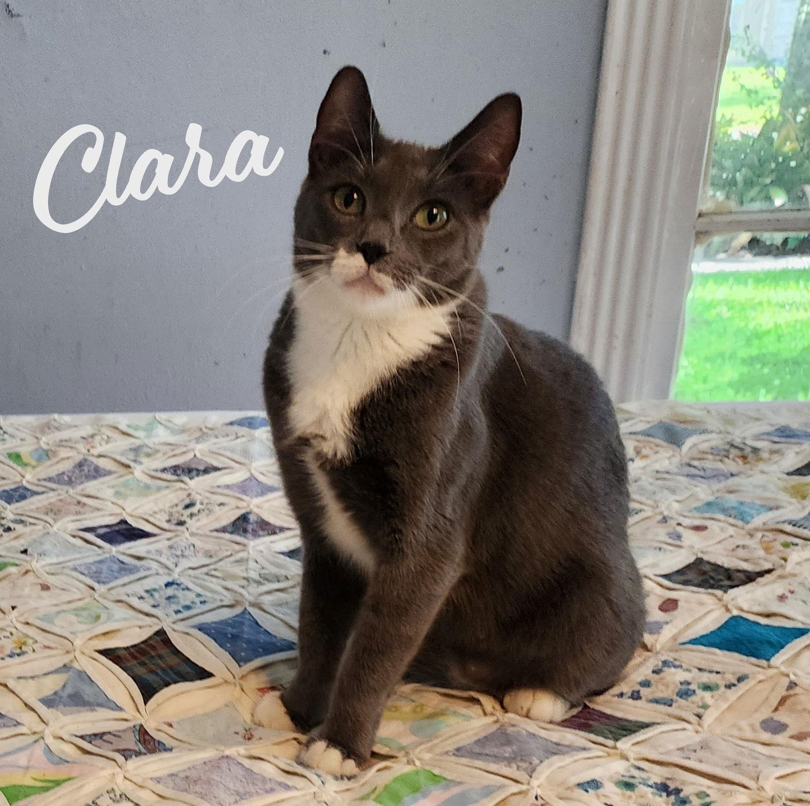 Enlarge Clara #dainty-green-eyed-beauty, a Adoptable mixed breed in Houston, TX image 1/3