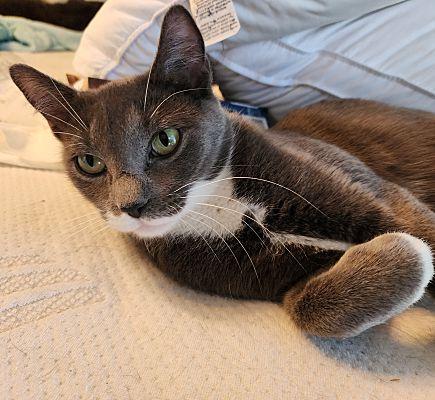 Enlarge Clara #dainty-green-eyed-beauty, a Adoptable mixed breed in Houston, TX image 2/3