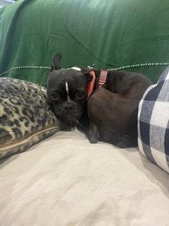 Enlarge Benji Bubba-4647-Prattville, AL, a Adoptable Boston Terrier in Maryville, TN image 1/6