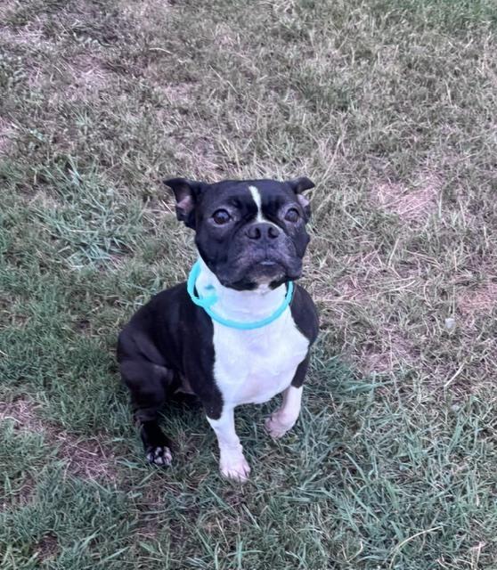 Enlarge Benji Bubba-4647-Prattville, AL, a Adoptable Boston Terrier in Maryville, TN image 2/3