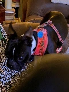 Enlarge Benji Bubba-4647-Prattville, AL, a Adoptable Boston Terrier in Maryville, TN image 1/6