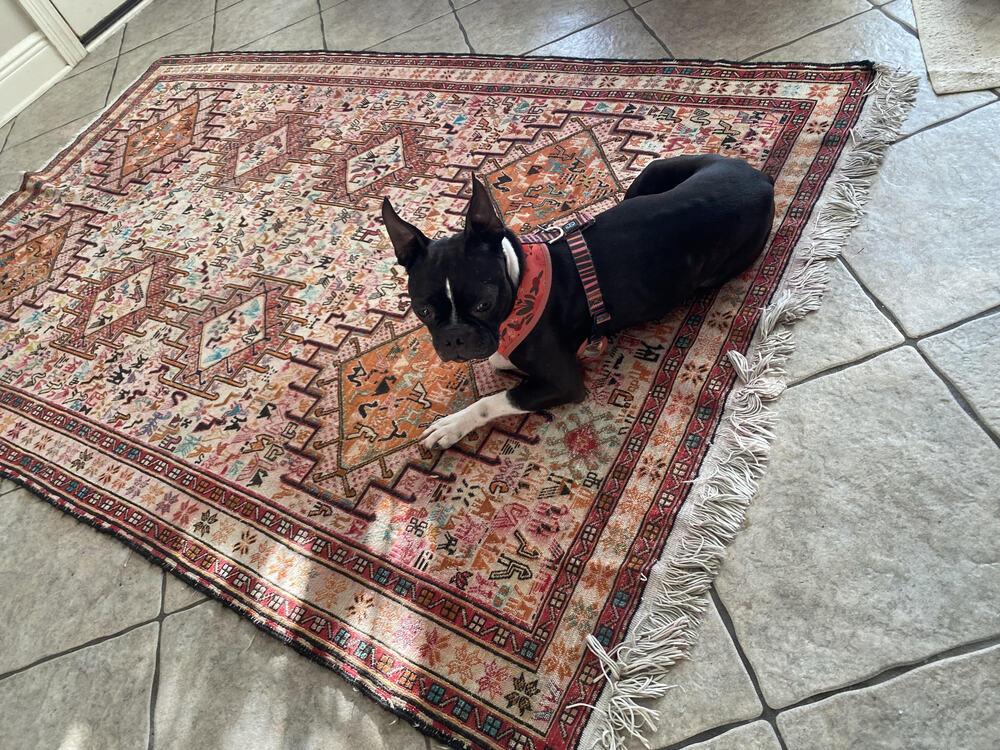 Enlarge Benji Bubba-4647-Prattville, AL, a Adoptable Boston Terrier in Maryville, TN image 3/6