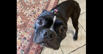 Enlarge Benji Bubba-4647-Prattville, AL, a Adoptable Boston Terrier in Maryville, TN image 3/6