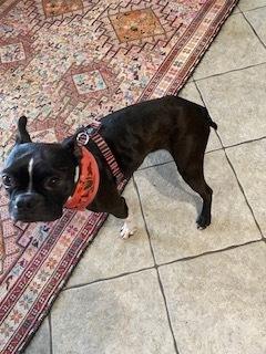 Enlarge Benji Bubba-4647-Prattville, AL, a Adoptable Boston Terrier in Maryville, TN image 6/6