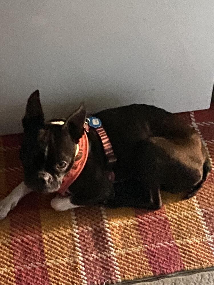 Enlarge Benji Bubba-4647-Prattville, AL, a Adoptable Boston Terrier in Maryville, TN image 6/6