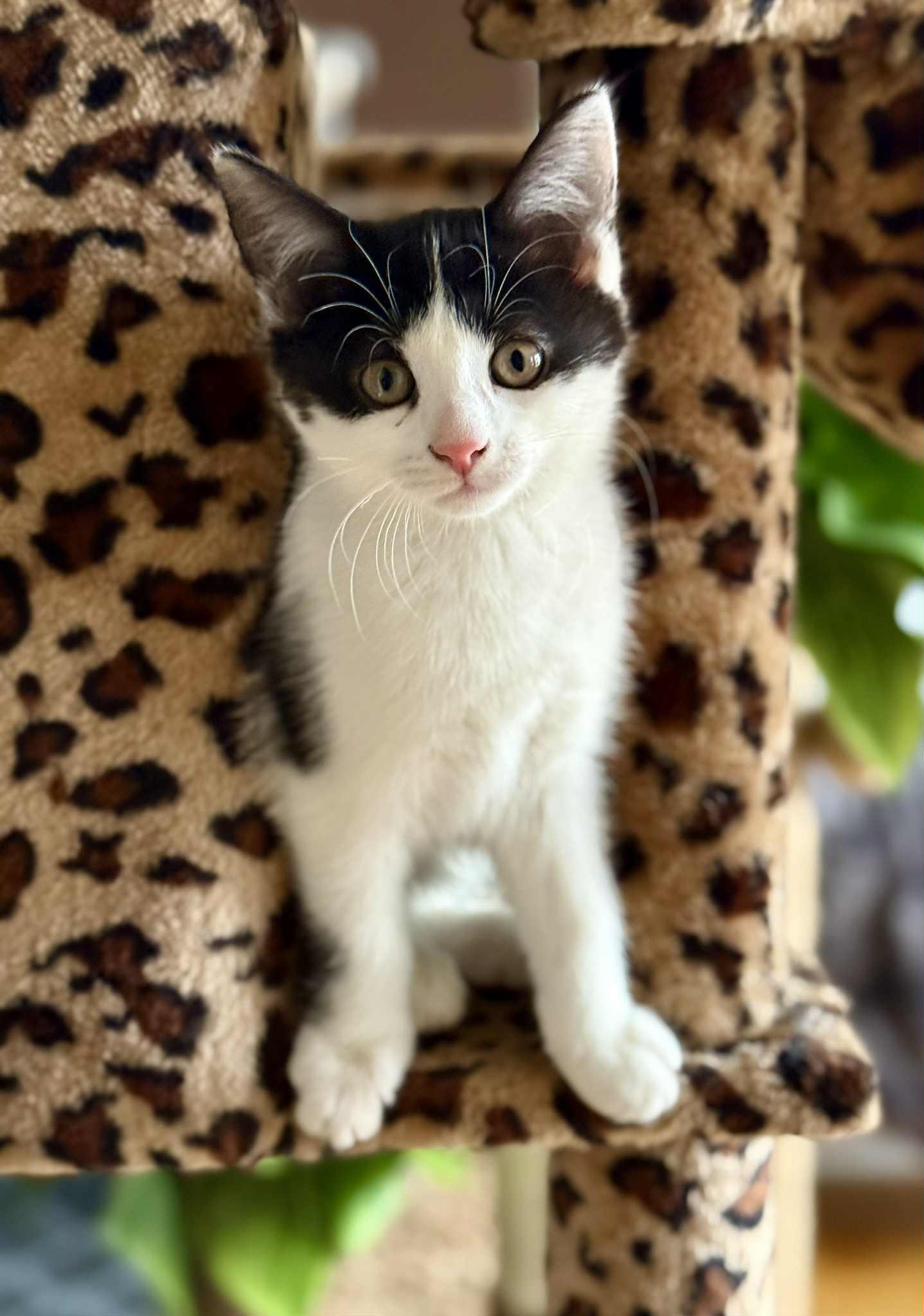 Aïsha, an adopted Tuxedo in Verdun, QC image 2/2