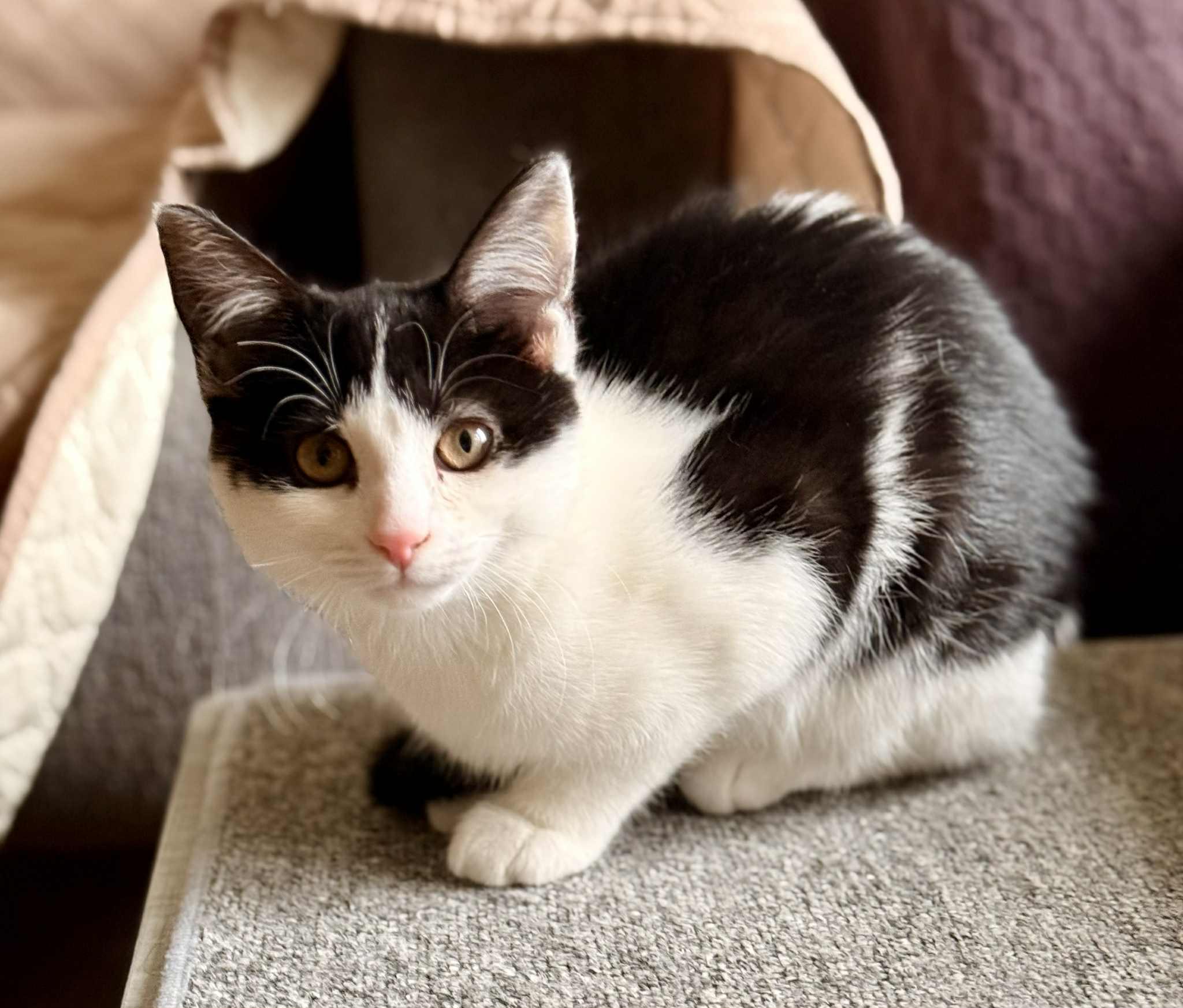 Aïsha, adopted, Kitten Female Tuxedo.