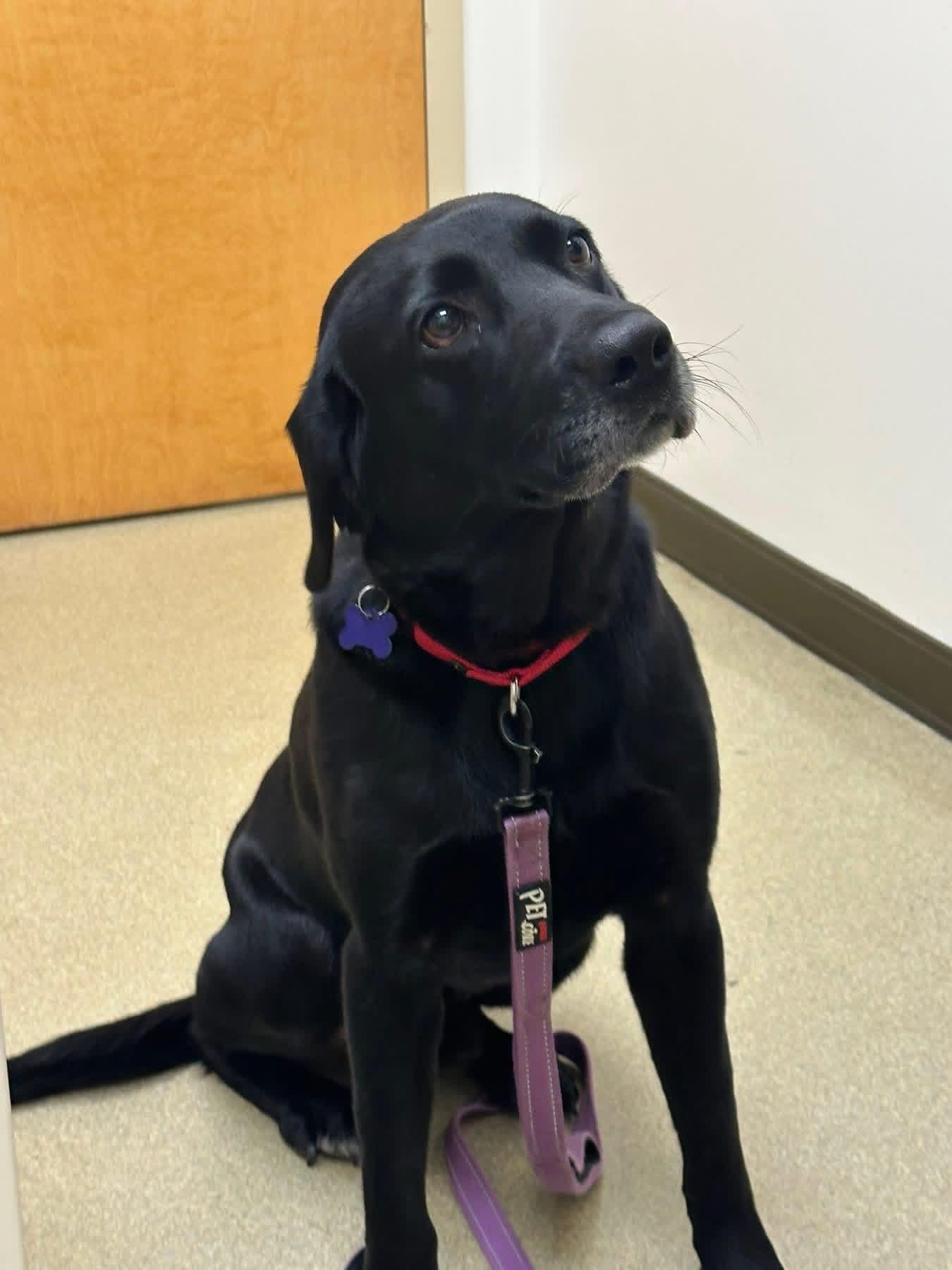 Hobo, adopted, Adult Male Labrador Retriever.