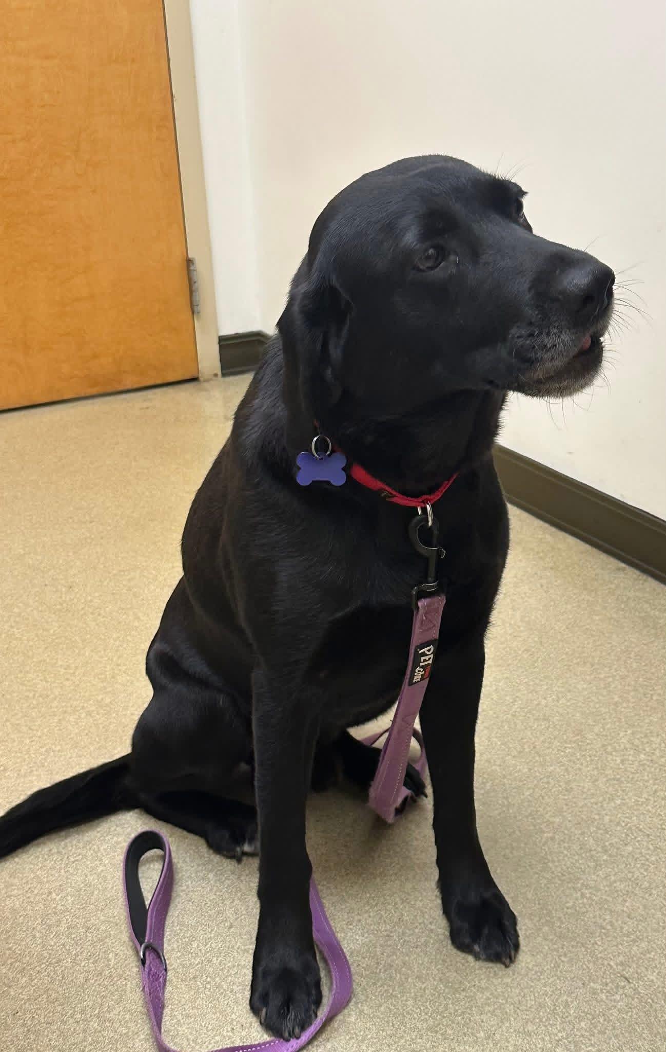 Enlarge Hobo, an adopted mixed breed in Elkton, MD image 3/5