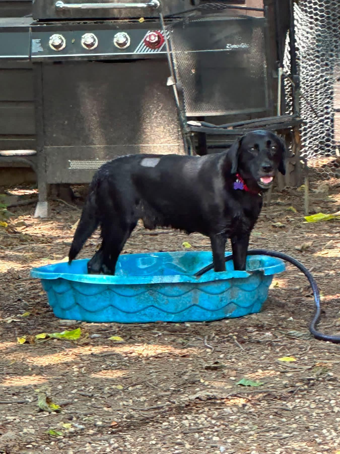 Enlarge Hobo, an adopted mixed breed in Elkton, MD image 5/5