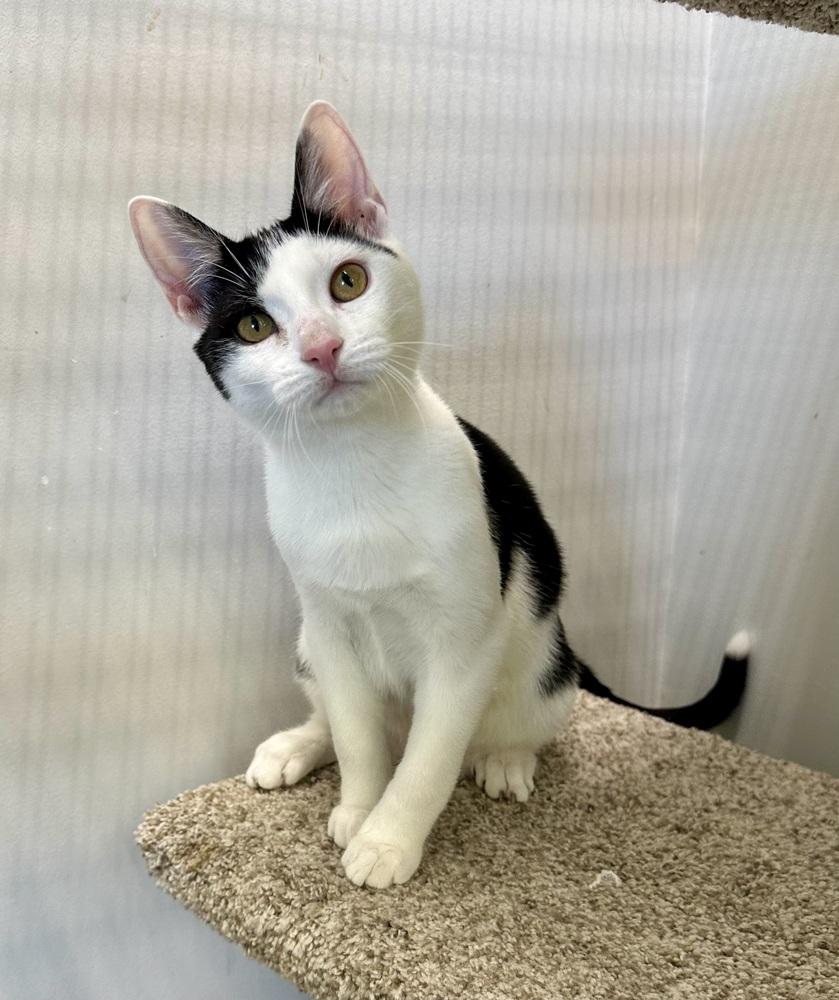 Kolt, Adoptable, Kitten Male Domestic Short Hair.