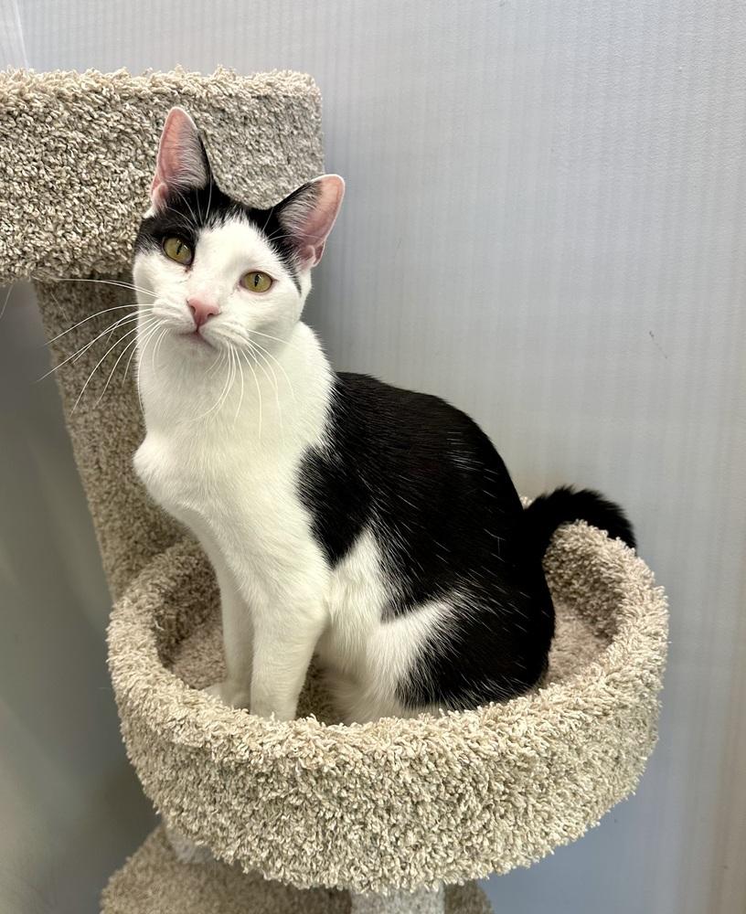 Kolt, a Adoptable Domestic Short Hair in Wellington, FL image 2/6