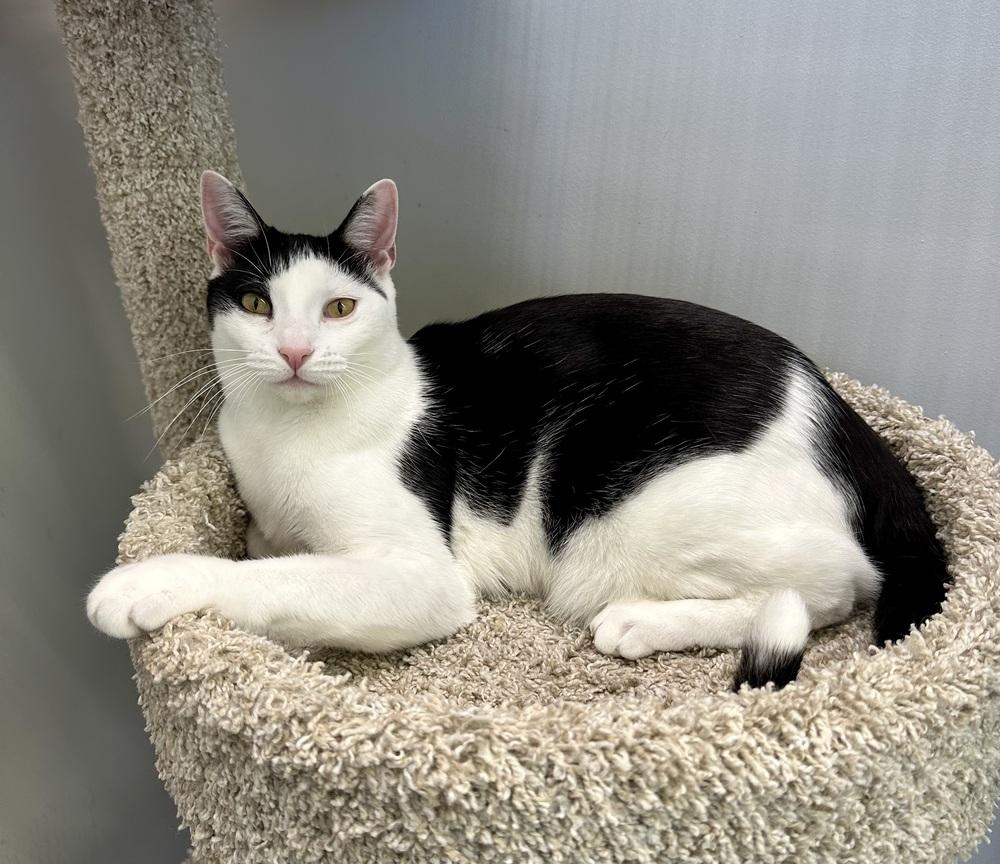 Kolt — thumbnail 3