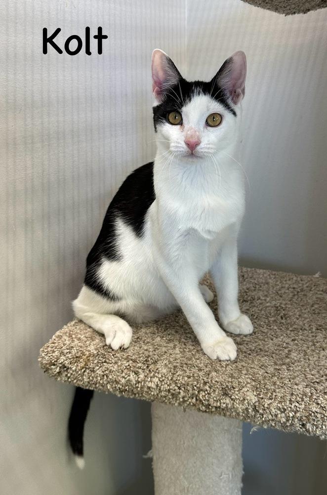 Kolt, a Adoptable Domestic Short Hair in Wellington, FL image 4/6