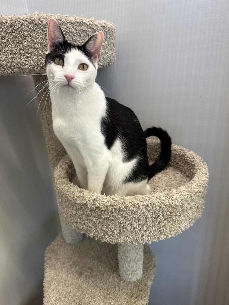 Kolt, a Adoptable Domestic Short Hair in Wellington, FL image 5/6