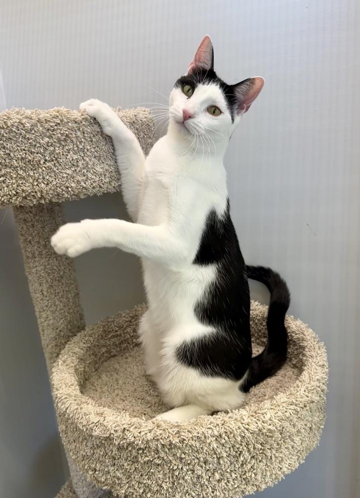 Kolt, a Adoptable Domestic Short Hair in Wellington, FL image 6/6