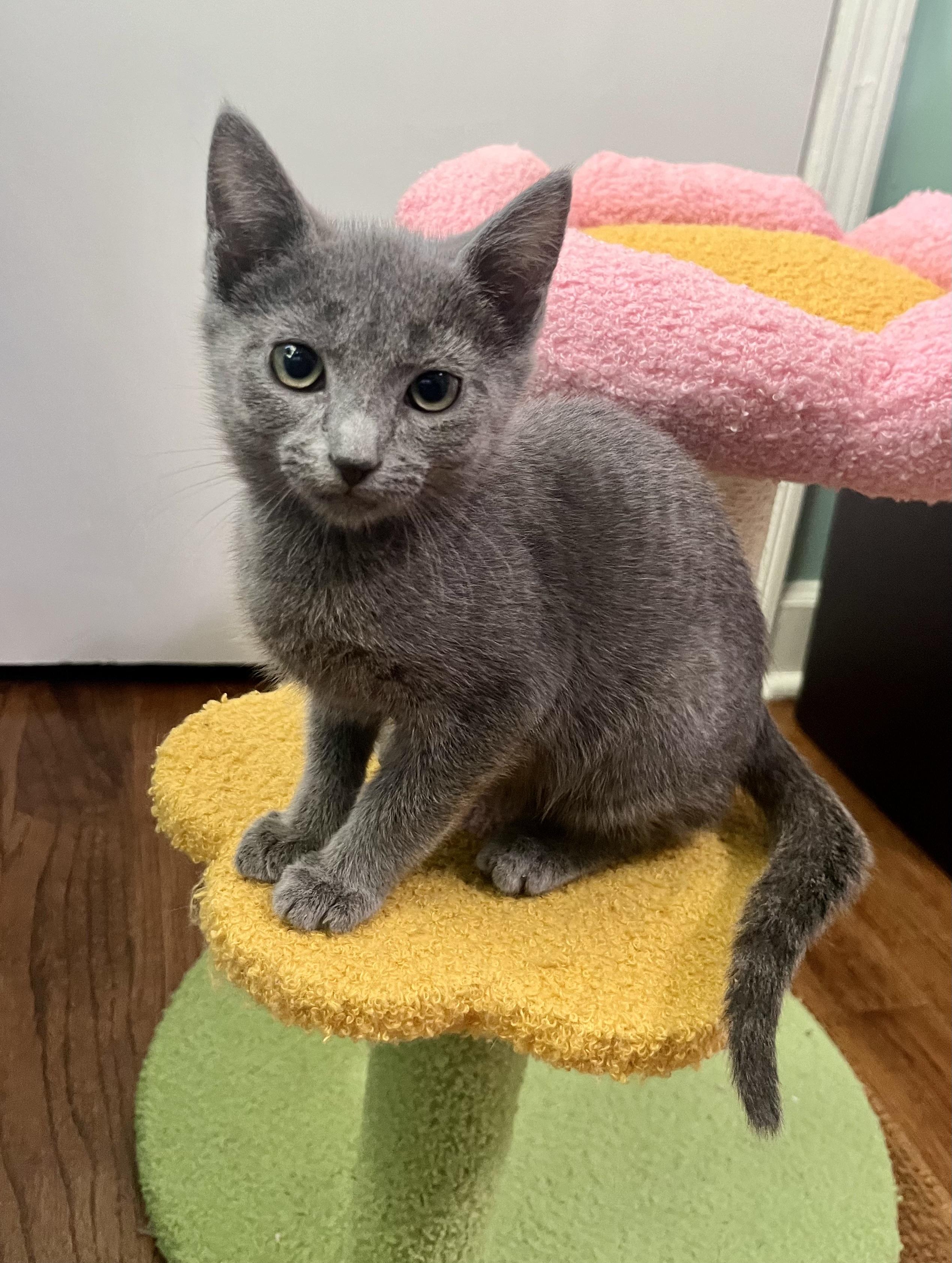 Dolly, adoptable, Kitten Female Domestic Short Hair.