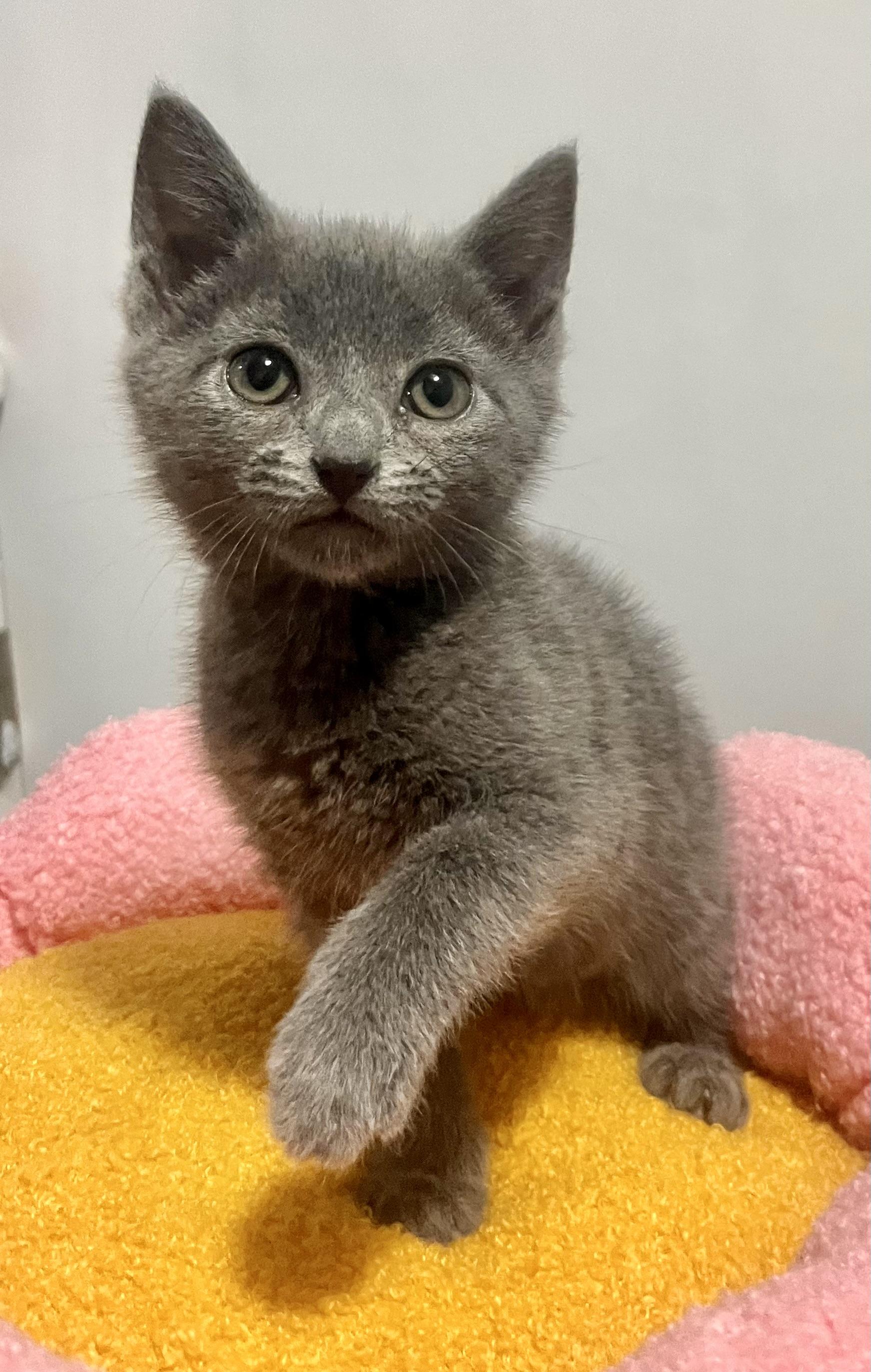 Enlarge Dolly, an adoptable Domestic Short Hair in Mount Juliet, TN image 5/6