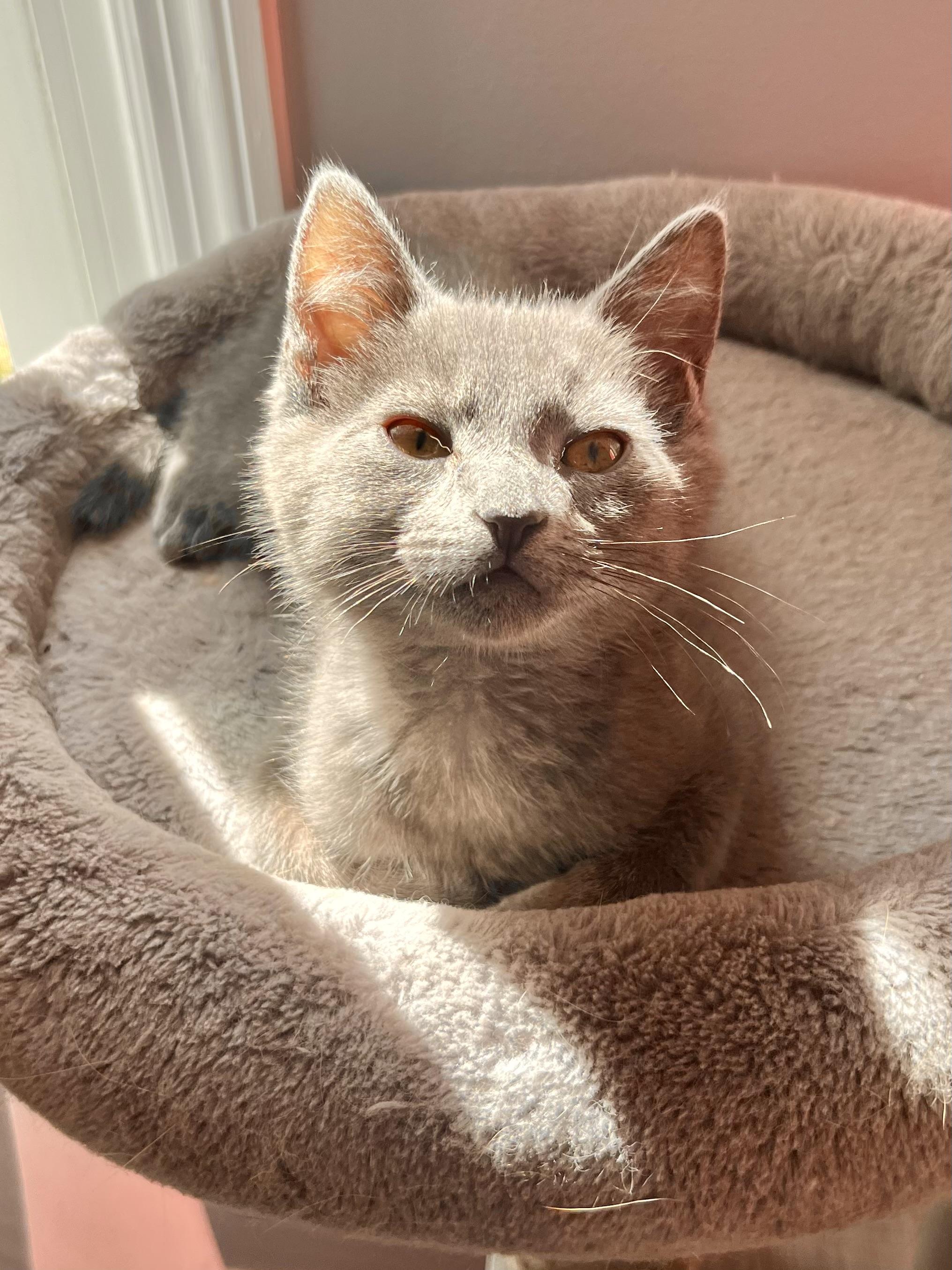 Enlarge Dolly, an adoptable Domestic Short Hair in Mount Juliet, TN image 3/6