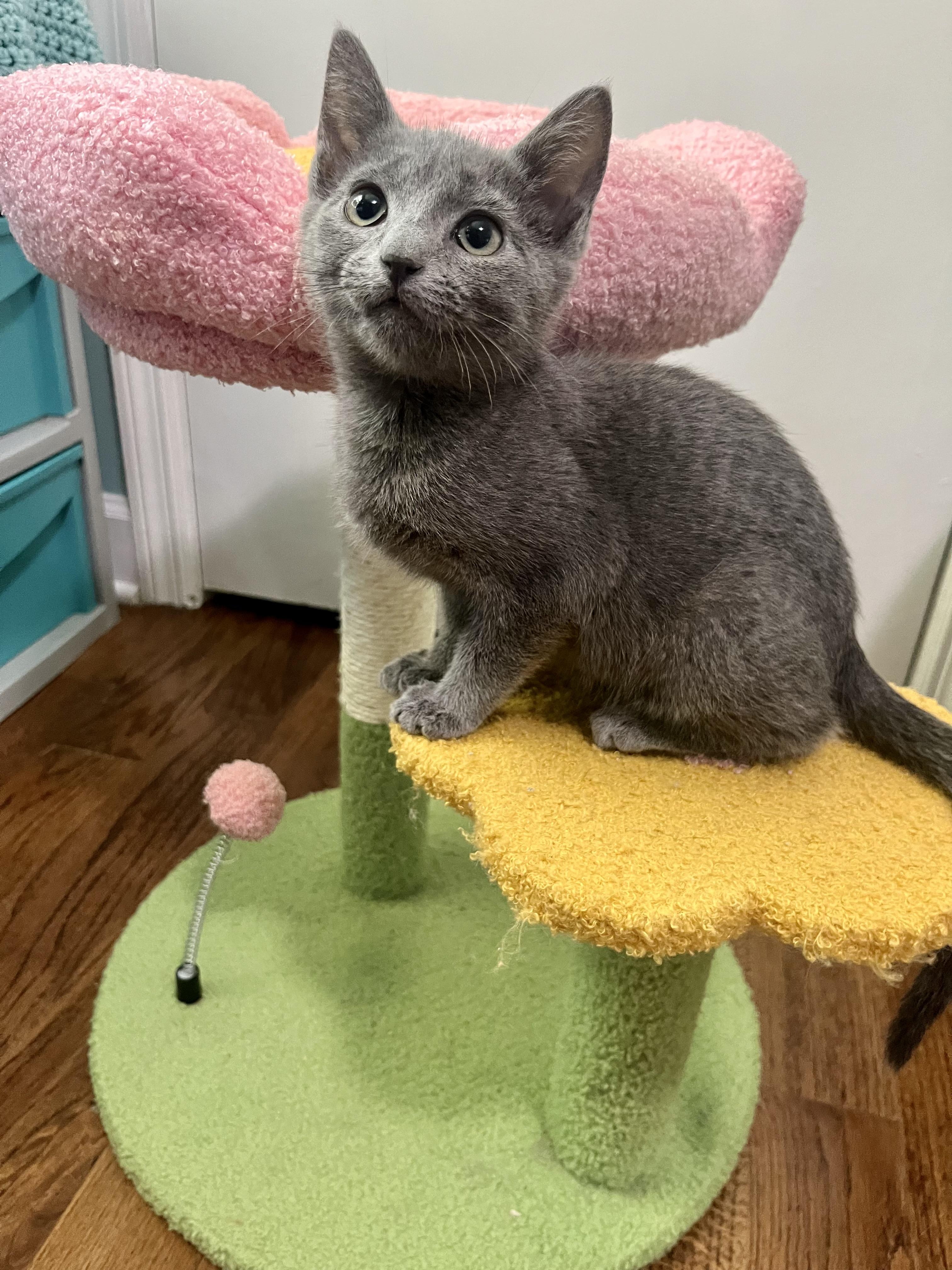 Enlarge Dolly, an adoptable Domestic Short Hair in Mount Juliet, TN image 4/6