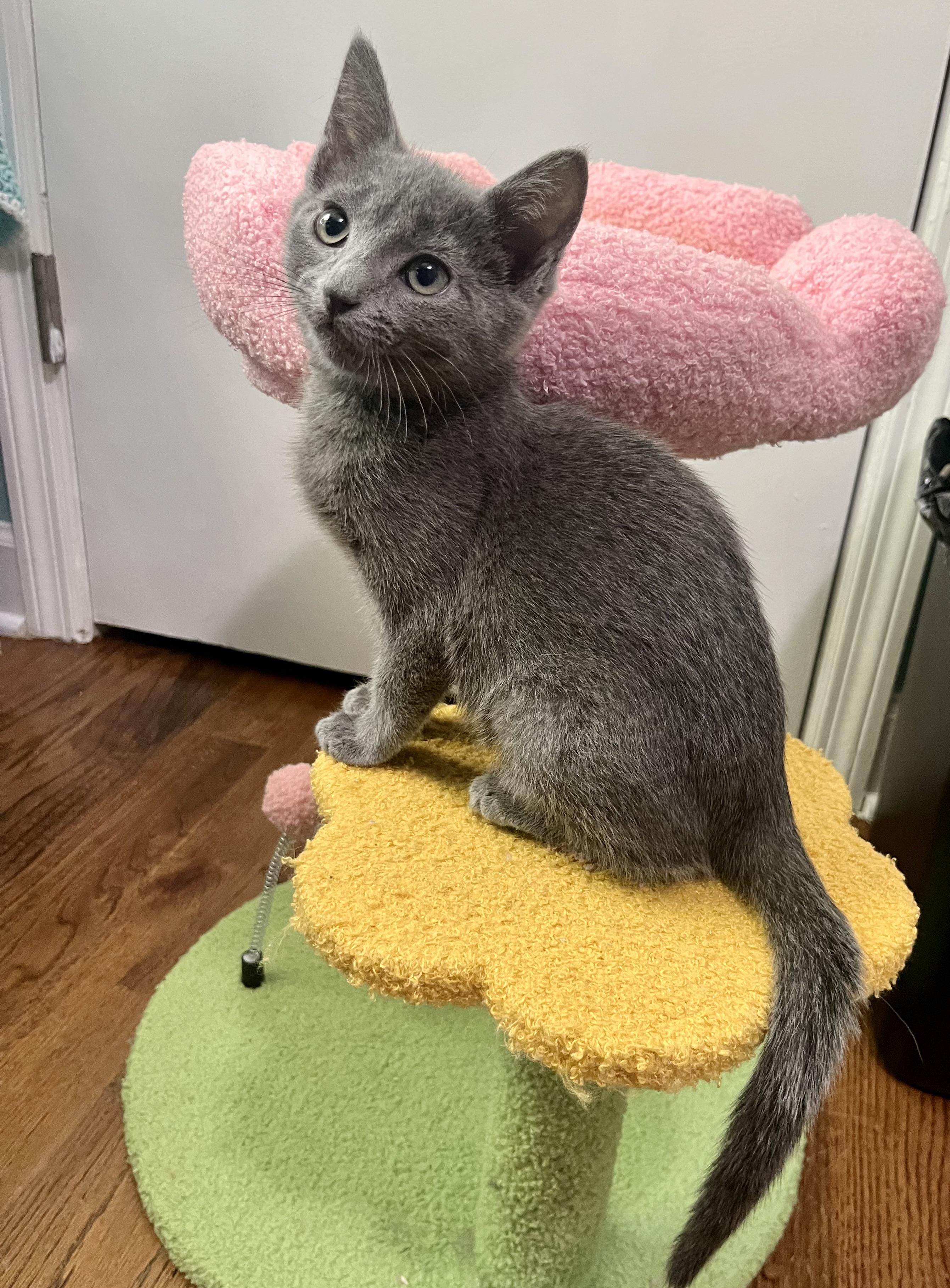 Enlarge Dolly, an adoptable Domestic Short Hair in Mount Juliet, TN image 2/6