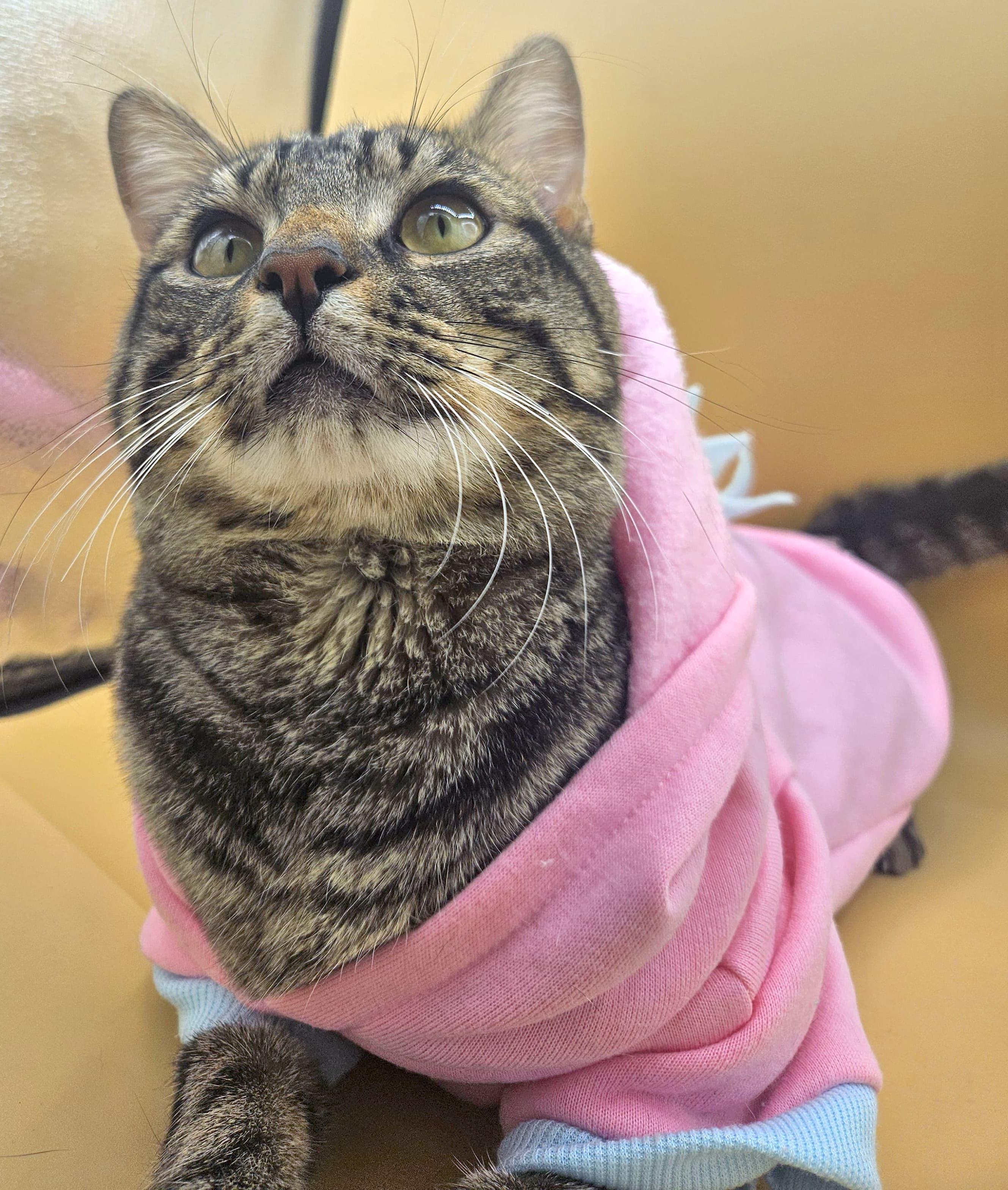 Taro -The Tenderhearted Tabby