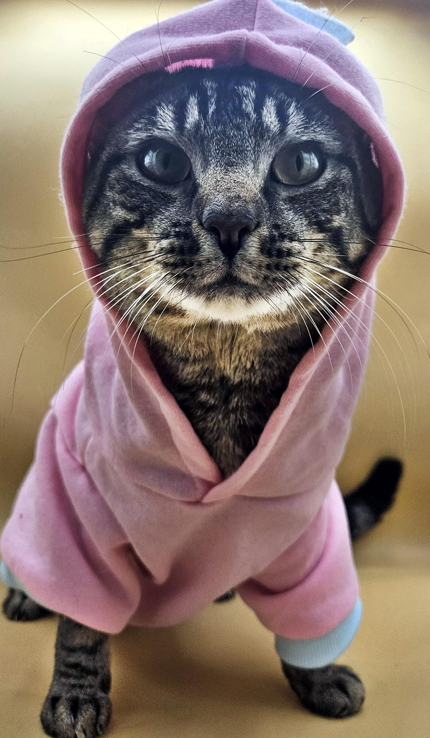 Taro -The Tenderhearted Tabby